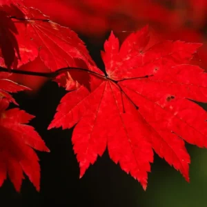 Acer Vitifolium hoja