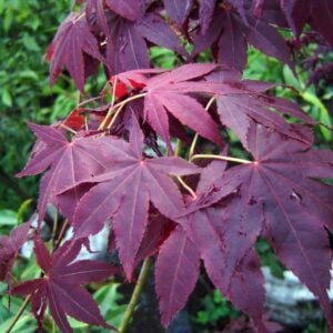 acer palmatum