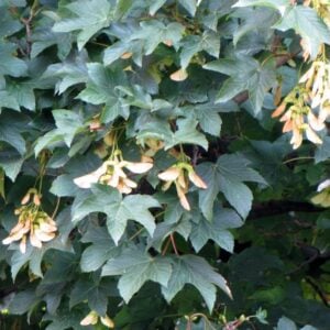 Acer Pseudoplatanus hoja