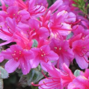 Azaleas