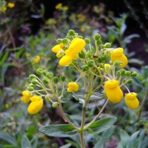 CALCEOLAREA O CAPACHITO AMARILLO