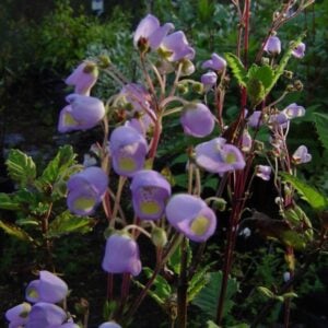 Capachito Azul
