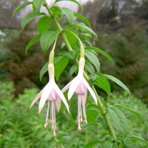 CHILCO BLANCO