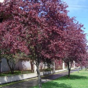 CIRUELO DE FLOR