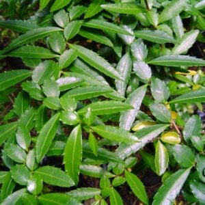 Corcolen Dentata