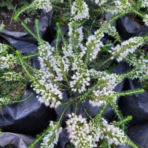 Erica Verano Blanca