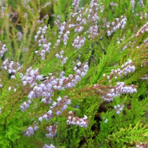 Erica Cobrisa