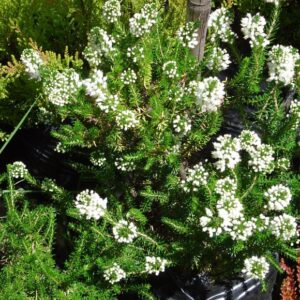 Erica Verano Blanca