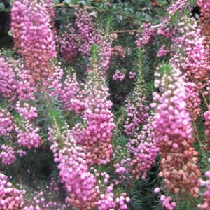 Erica Verano rosada