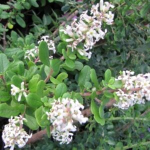 Escalonia blanca lun