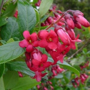 ESCALONIA O ÑIPA ROSADA