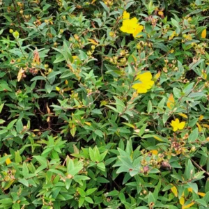 hipericum arbustivo