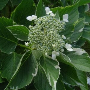 Hortencia encaje o variegada