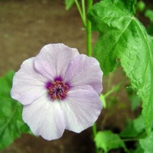 Huella azul