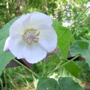 Huella blanca
