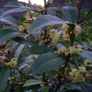 Laurel de comer