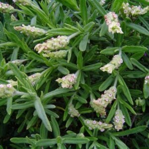 Lavanda Blanca