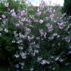 Lavatera Enana