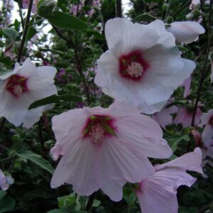 Lavatera