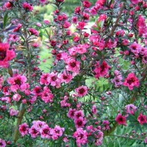 LEPTOSPERNUM ROJO