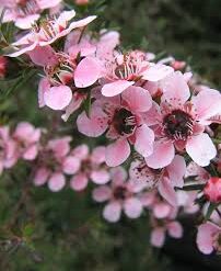 LEPTOSPERNUM ROSADO