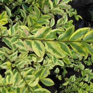 Ligustrina Amarilla
