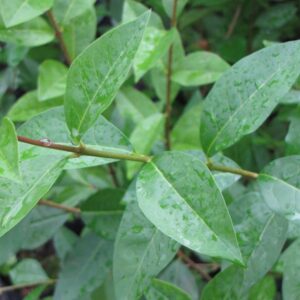 Ligustrina verde