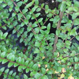 Lonicera verde
