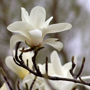 Magnolia Yulans  Blanco