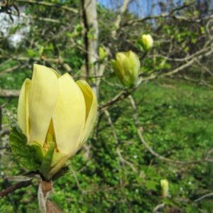 Magnolia Amarillo