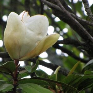 MAGNOLIA GRANDIFLORA