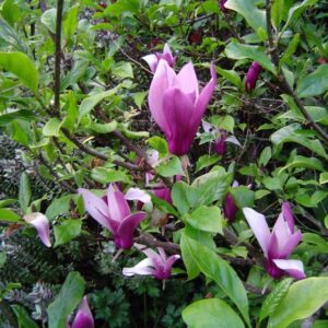 MAGNOLIA SOULANGEANA