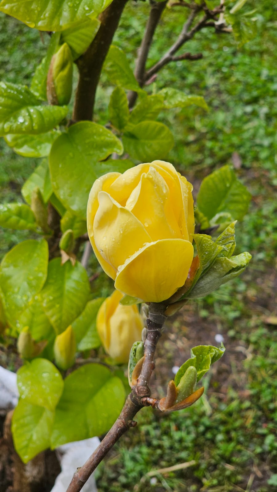 Magnolia Amarillo - Imagen 2