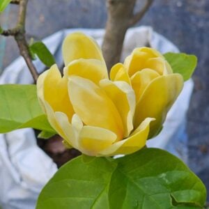 Magnolia Amarillo