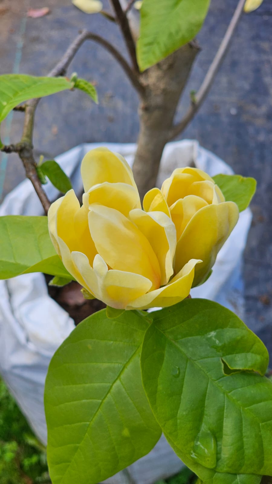 Magnolia Amarillo