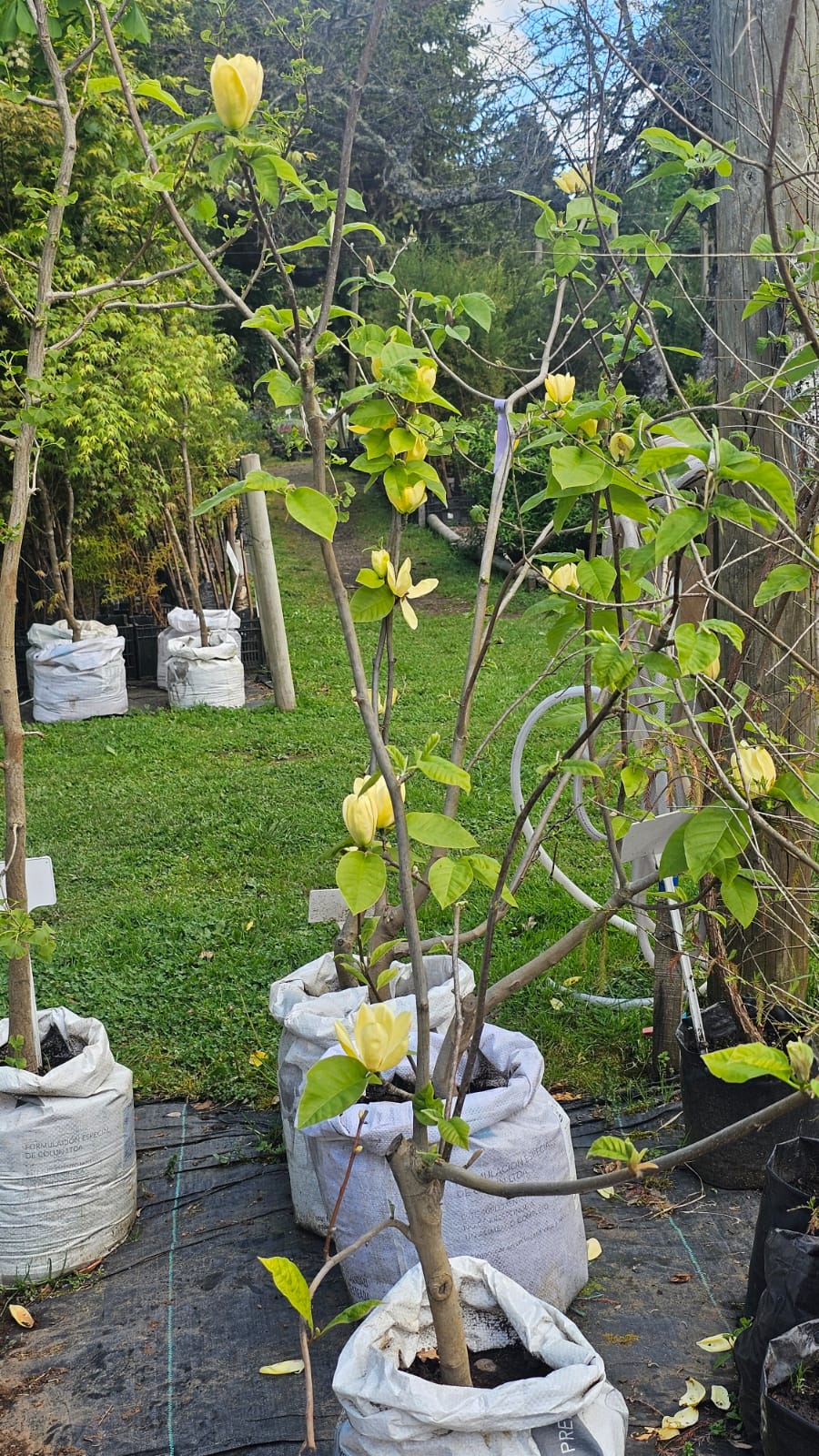 Magnolia Amarillo - Imagen 3