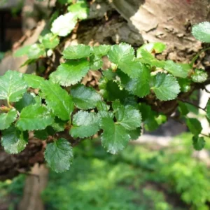 Ñirre hoja