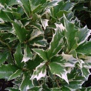 Osmantus Variegado