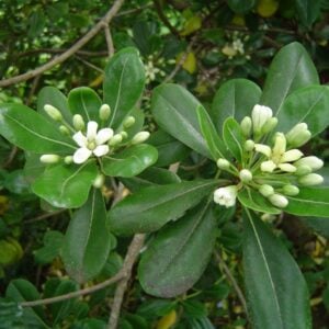 PITTOSPORUM TOBIRA ENANO