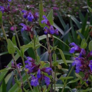 SALVIA OFFICINALIS