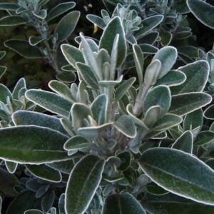 SENECIO