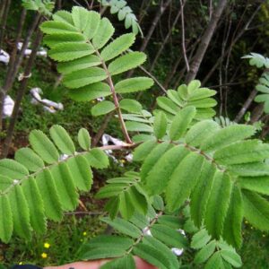 SORBUS
