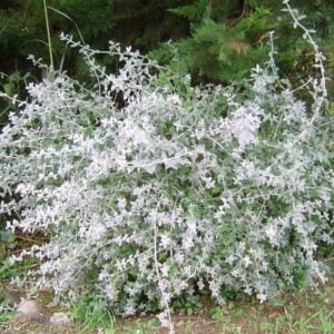 Trenium Glauca