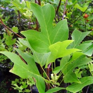 Tulipero