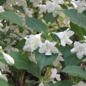 Weigelia blanca