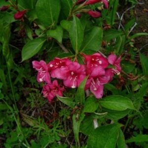 Weigelia Roja