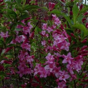 Weigelia Rosada