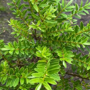 Verónica Postrata