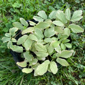 Sauco Variegado