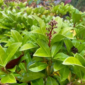 Skimmia